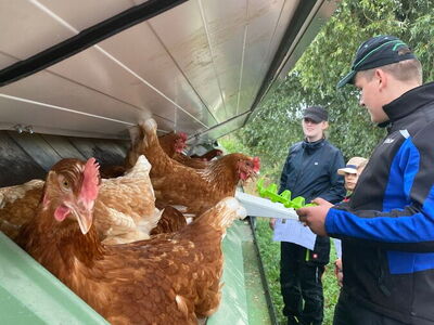Braune Hühner schauen aus einem geöffneten Hühnerstalldach heraus